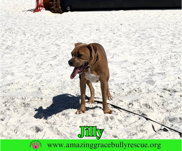 Medium Photo #7 American Pit Bull Terrier-Unknown Mix Puppy For Sale in Milton, FL, USA