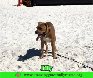 Jilly - Female American Pit Bull Terrier-Unknown Mix Dog for Adoption - Photo #7