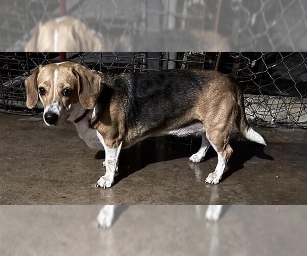 Medium Photo #1 Beagle-Unknown Mix Puppy For Sale in San Antonio, TX, USA