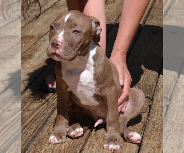 Medium Photo #1 American Bully Puppy For Sale in LENOIR CITY, TN, USA