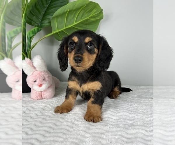 Medium Photo #3 Dachshund Puppy For Sale in FRANKLIN, IN, USA