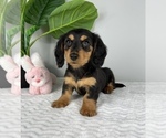 Small Photo #3 Dachshund Puppy For Sale in FRANKLIN, IN, USA