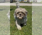 Small #1 Shih Tzu Mix