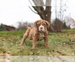 Small Photo #3 English Neo Bull Puppy For Sale in WARSAW, IN, USA