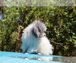 Small #17 Poodle (Toy)