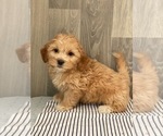 Small Photo #5 ShihPoo Puppy For Sale in SENECA FALLS, NY, USA