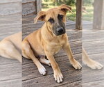 Small Photo #2 German Shepherd Dog Puppy For Sale in Southbury, CT, USA