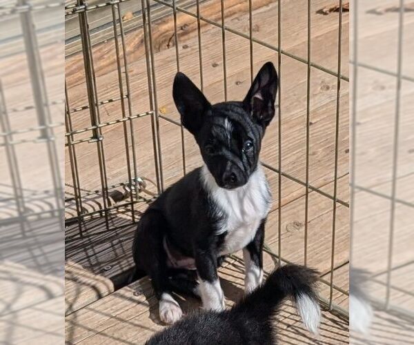 Medium Photo #4 Australian Shepherd-Rat Terrier Mix Puppy For Sale in Des Moines, IA, USA