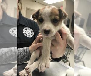 American Pit Bull Terrier-Unknown Mix Dogs for adoption in Conroe, TX, USA