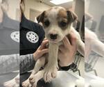 Small American Pit Bull Terrier Mix