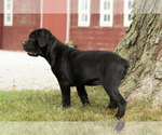 Small #6 Cane Corso