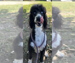 Small #2 Labradoodle