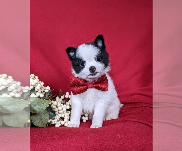 Medium Photo #1 Chiranian Puppy For Sale in NEW FREEDOM, PA, USA