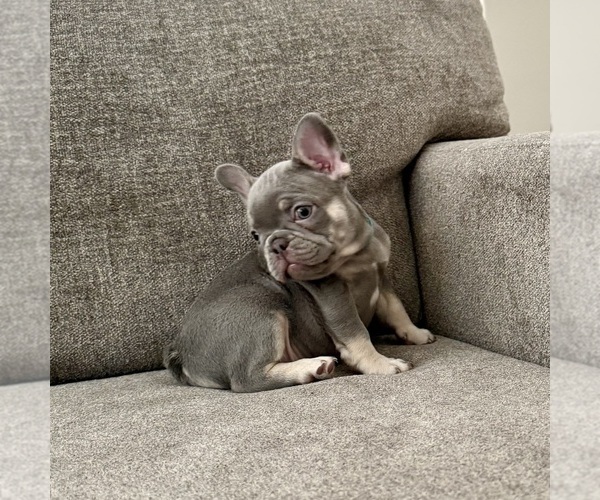 Medium Photo #2 French Bulldog Puppy For Sale in HESPERIA, CA, USA