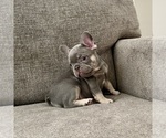 Small #1 French Bulldog