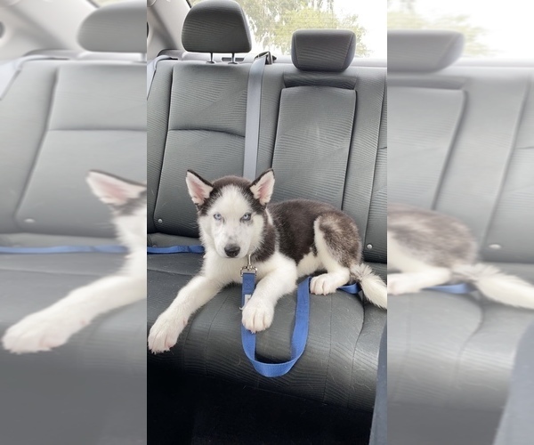 Medium Photo #1 Sharberian Husky Puppy For Sale in GAINESVILLE, FL, USA