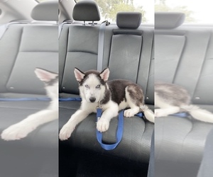 Sharberian Husky Puppy for sale in GAINESVILLE, FL, USA