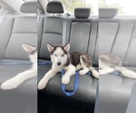 Small Photo #1 Sharberian Husky Puppy For Sale in GAINESVILLE, FL, USA