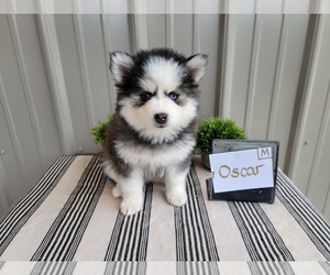 Pomsky Puppy for sale in BELLEVUE, IA, USA