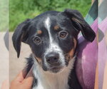 Small #5 Australian Shepherd Mix