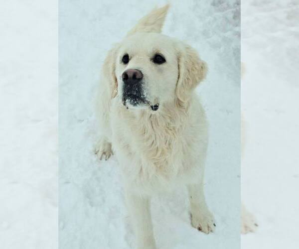 Medium Photo #18 Labrador Retriever Puppy For Sale in FOUNTAIN, CO, USA