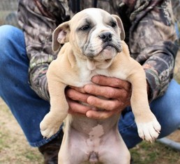 Olde English Bulldogge Puppy for sale in YANTIS, TX, USA