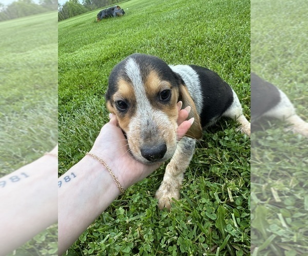 Medium Photo #3 Beagle Puppy For Sale in HARRISON, OH, USA