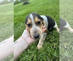 Small #2 Beagle