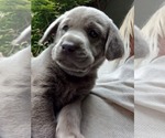 Small Photo #3 Labrador Retriever Puppy For Sale in SANTA MONICA, CA, USA
