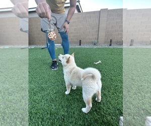Shiba Inu Puppy for Sale in LAVEEN, Arizona USA