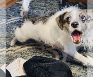 Marble - Female Chihuahua-Parson Russell Terrier Mix Dog for Adoption - Photo #7