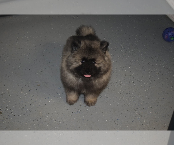 Medium Photo #4 Keeshond Puppy For Sale in FAYETTEVILLE, TN, USA