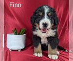 Small #1 Bernese Mountain Dog