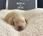 Small Photo #4 Goldendoodle Puppy For Sale in BROOKER, FL, USA
