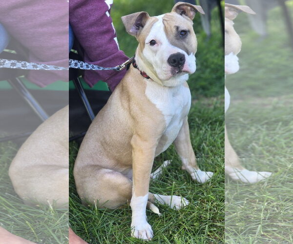 Medium Photo #3 Mutt Puppy For Sale in Clarkston, MI, USA