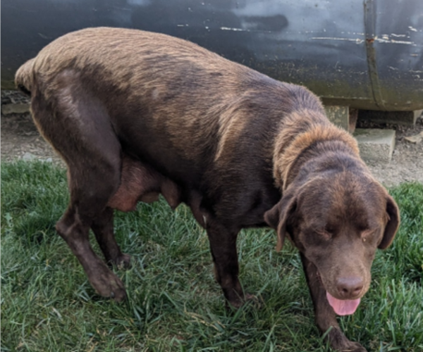 Medium Photo #1 Labrador Retriever Puppy For Sale in GOSHEN, IN, USA
