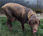 Small Photo #1 Labrador Retriever Puppy For Sale in GOSHEN, IN, USA
