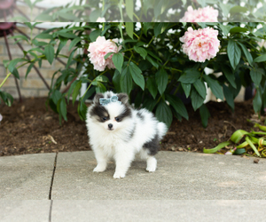 Pomeranian Puppy for sale in NAPPANEE, IN, USA