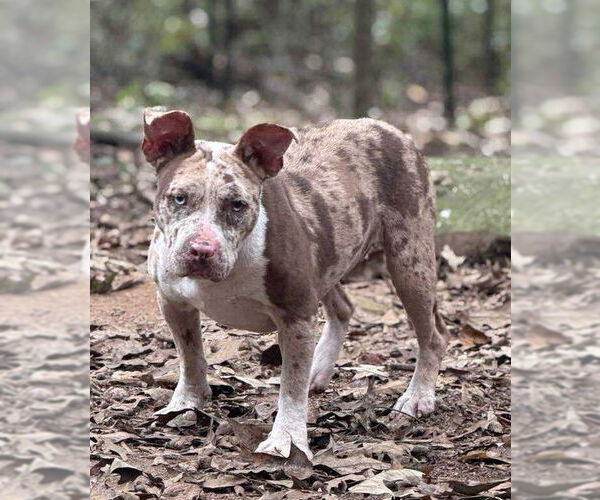 Medium Photo #4 American Pit Bull Terrier Puppy For Sale in Hillsboro, NH, USA