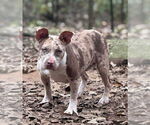 Small #3 American Pit Bull Terrier