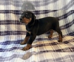 Puppy Puppy 4 Doberman Pinscher