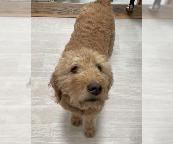 Medium Photo #3 Golden Retriever Puppy For Sale in Grovertown, IN, USA