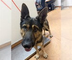 FOXY - Male German Shepherd Dog Dog for Adoption - Small photo