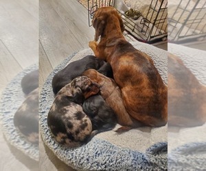 Mother of the Dachshund puppies born on 11/23/2025