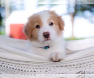 Border Collie Puppy for sale in CONWAY, MO, USA