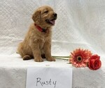 Small Golden Retriever