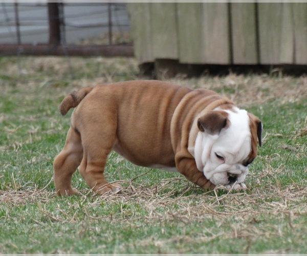 Medium Photo #3 English Bulldog Puppy For Sale in VERONA, MO, USA