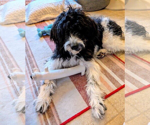 Medium Photo #9 Poodle (Standard)-Unknown Mix Puppy For Sale in Sandy, UT, USA