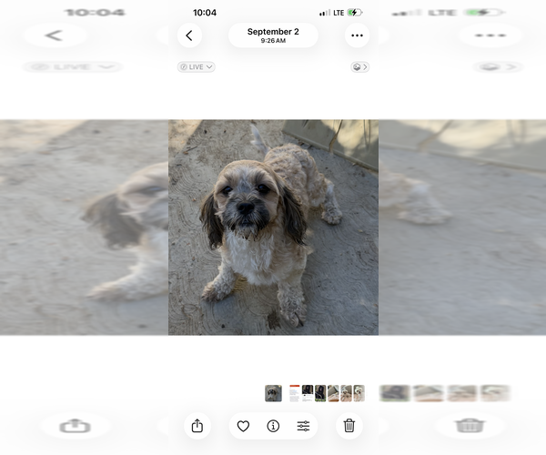 Medium Photo #1 Lhasa-Poo Puppy For Sale in Dana Point, CA, USA