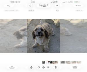 Lhasa-Poo Dogs for adoption in Dana Point, CA, USA